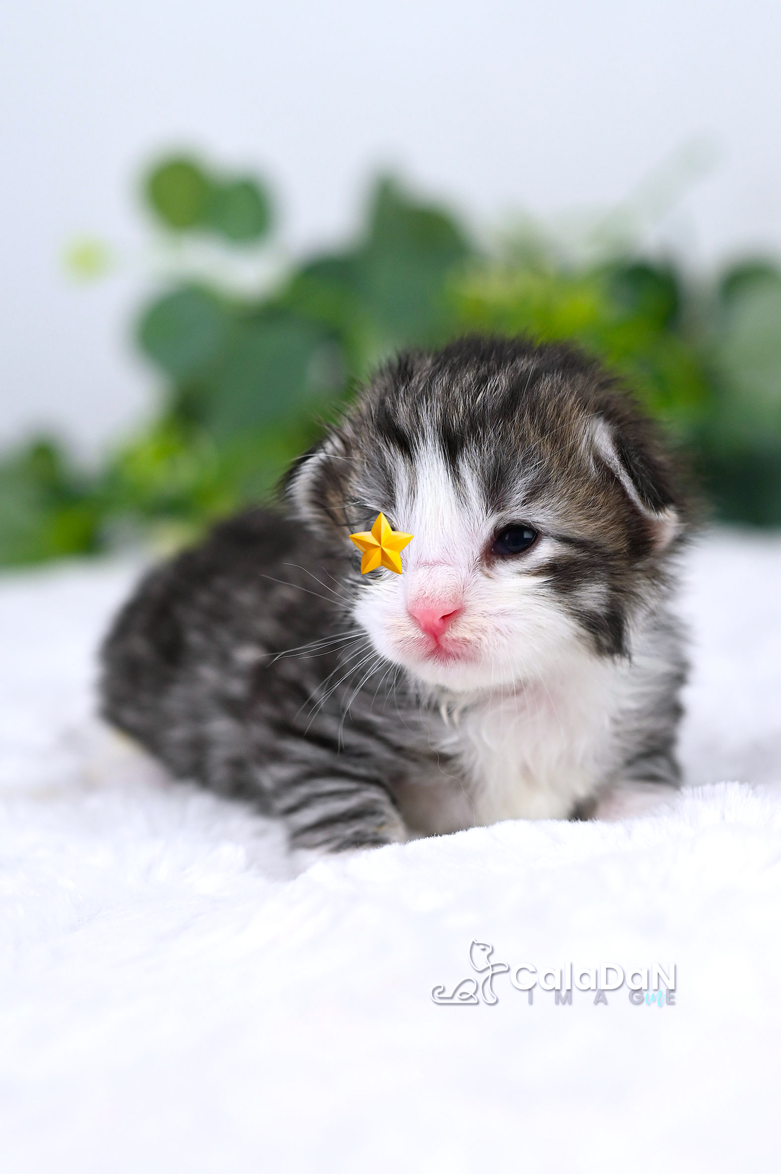 Chaton norvégien CALADAN