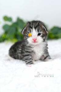 Chaton norvégien CALADAN