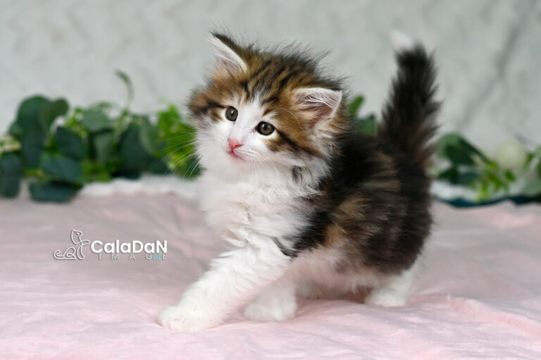chaton norvégien CALADAN