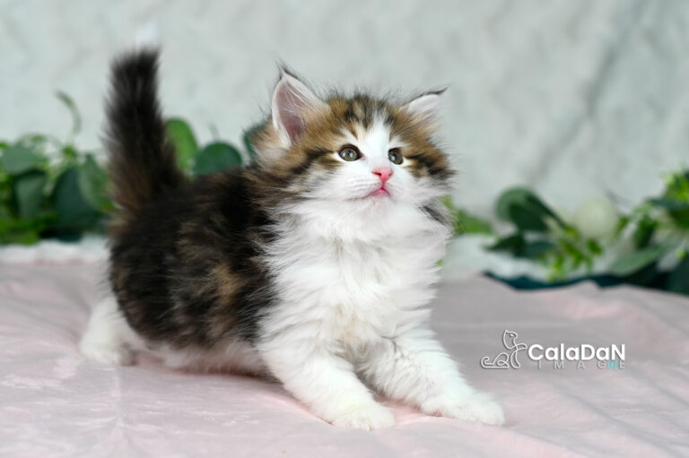 chaton norvégien CALADAN