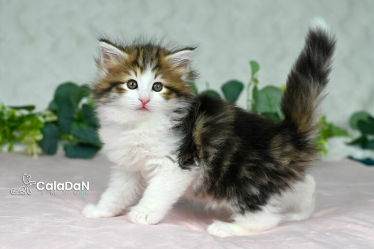 chaton norvégien CALADAN