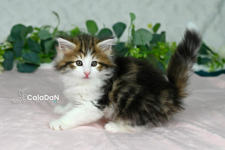 chaton norvégien CALADAN