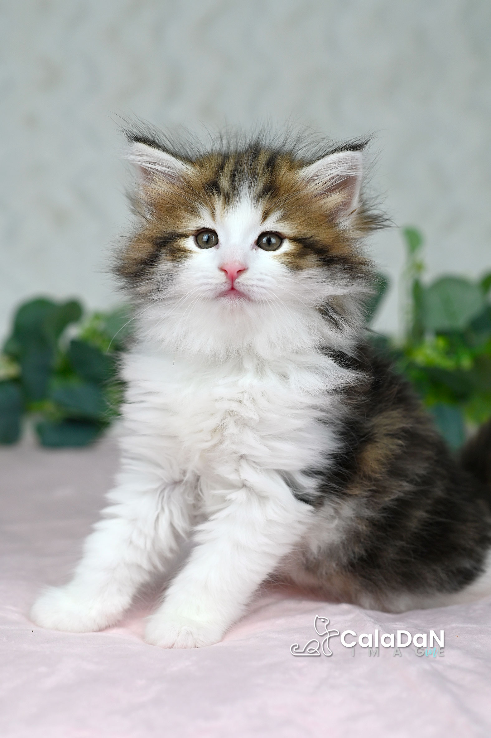 chaton norvégien ambre CALADAN