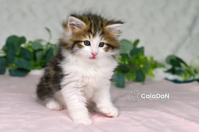 chaton norvégien CALADAN