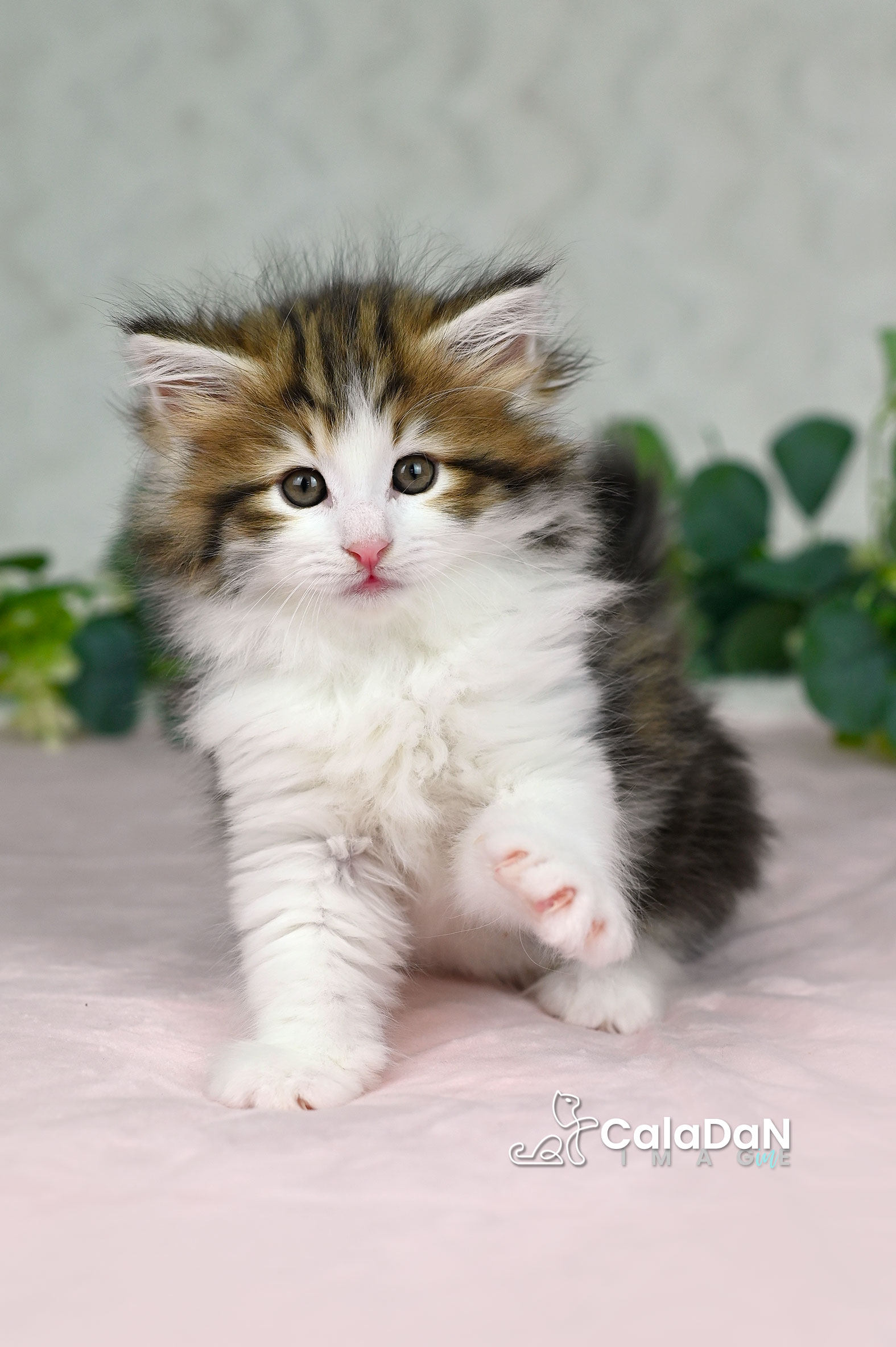 chaton norvégien ambre CALADAN