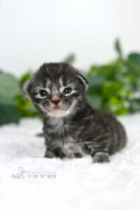 chaton norvégien CALADAN
