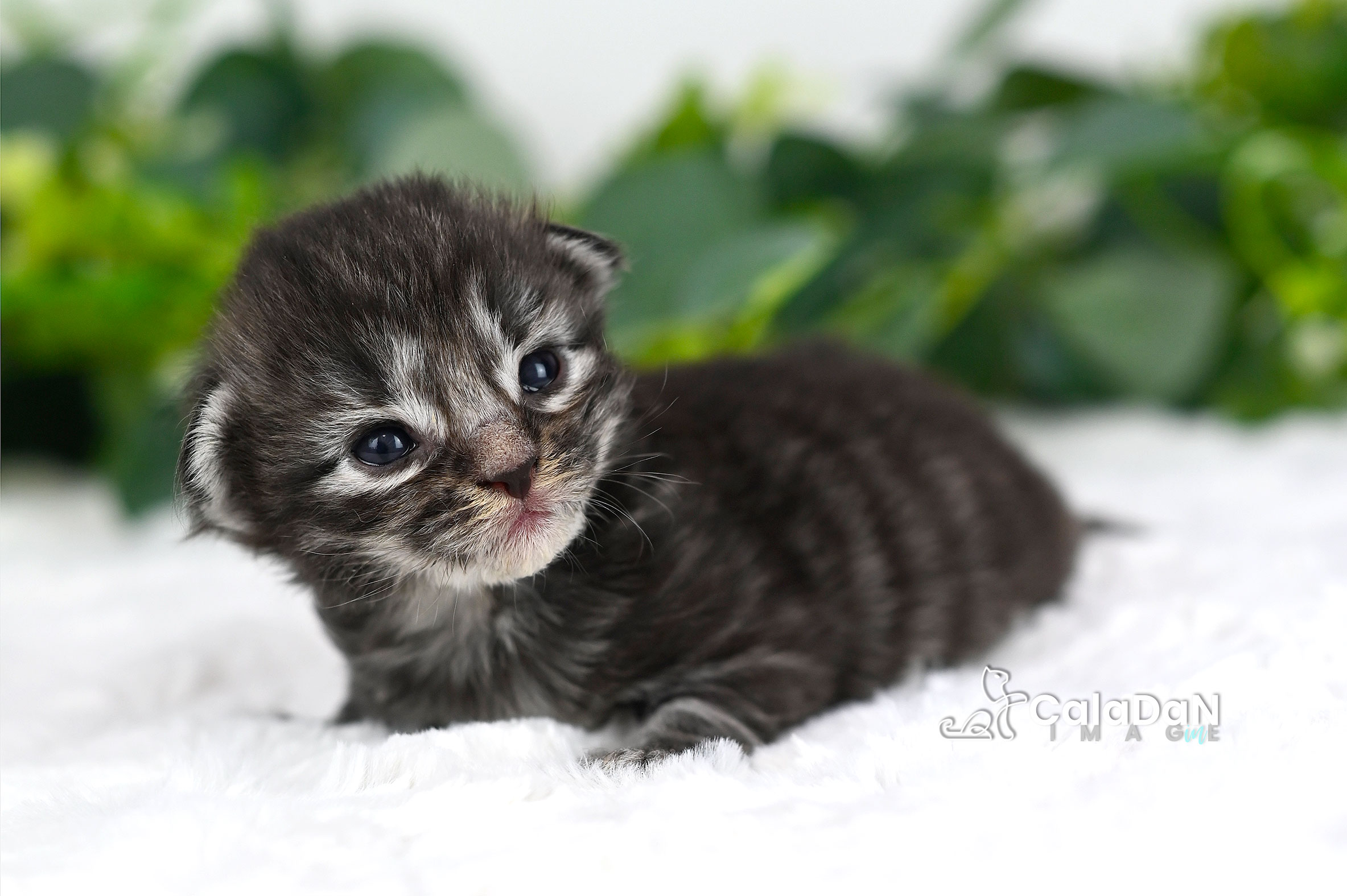 chaton norvégien CALADAN