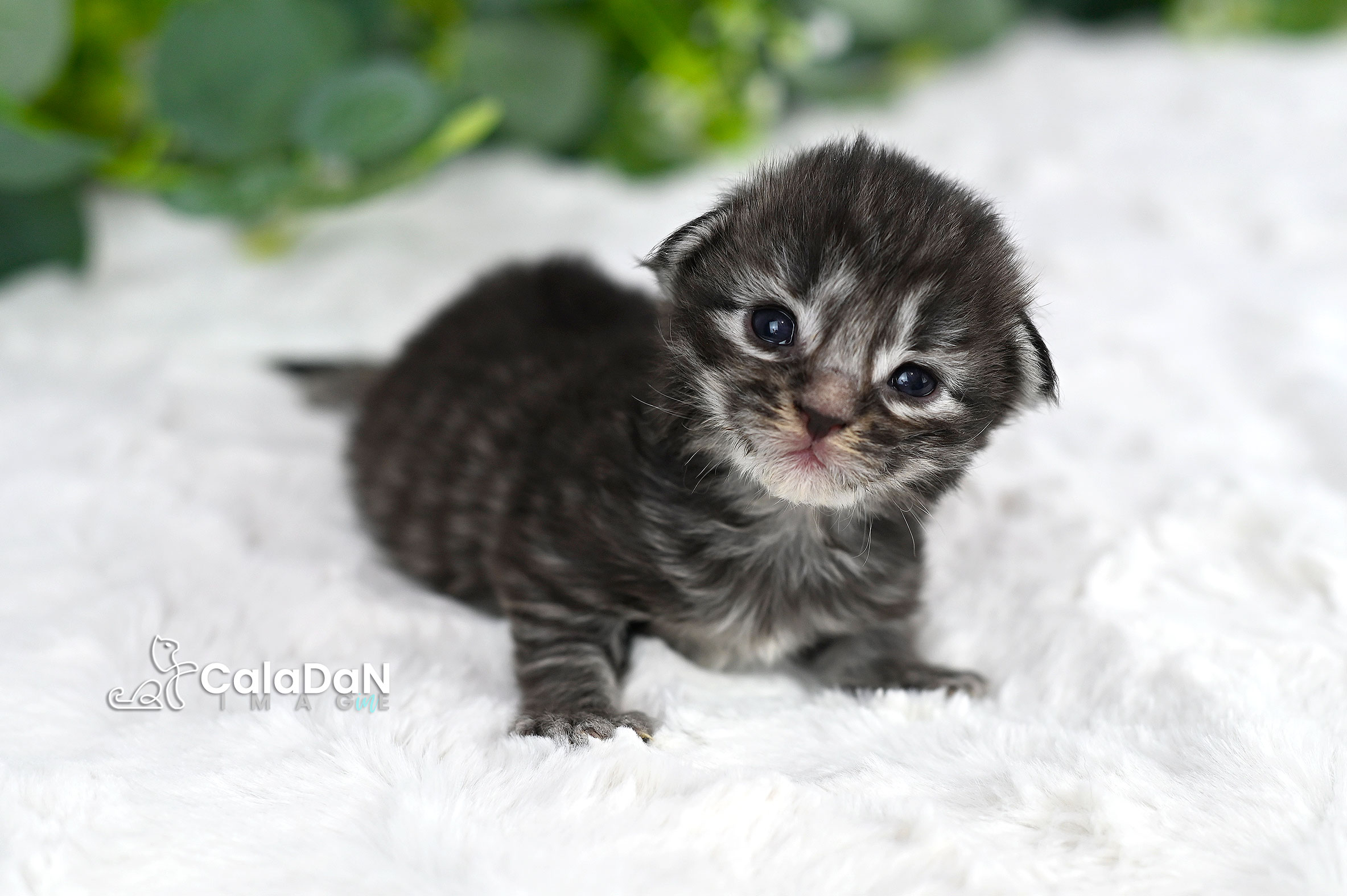 chaton norvégien CALADAN