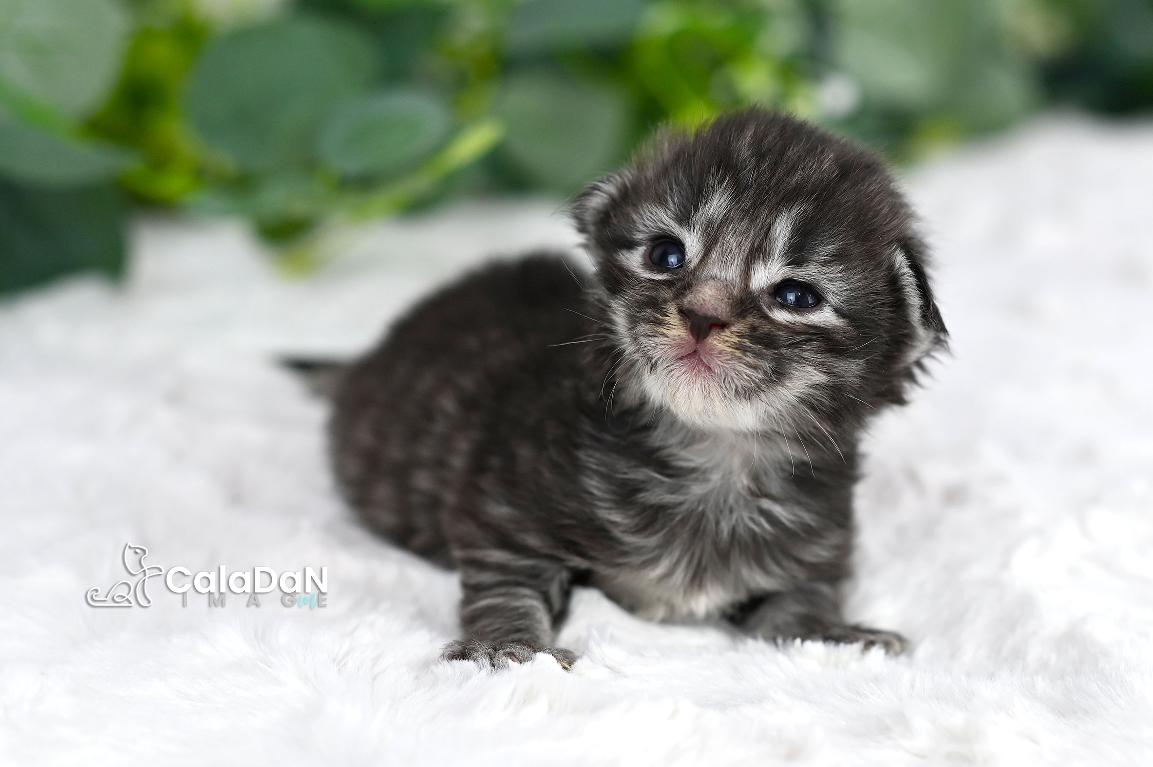 chaton norvégien CALADAN