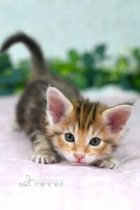 Chaton norvégien ambre CalaDaN