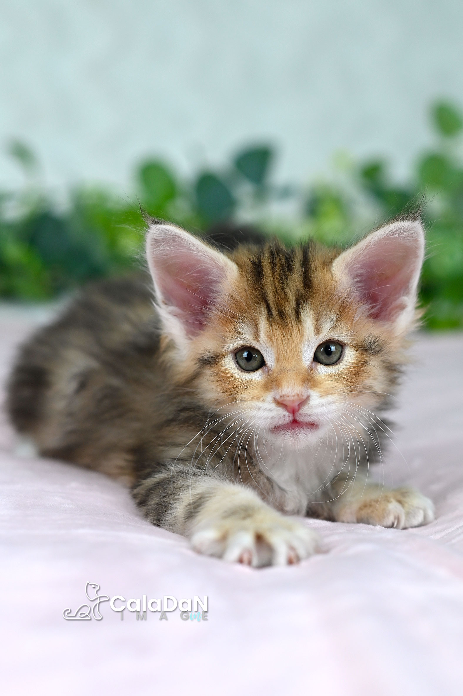 Chaton norvégien ambre CalaDaN