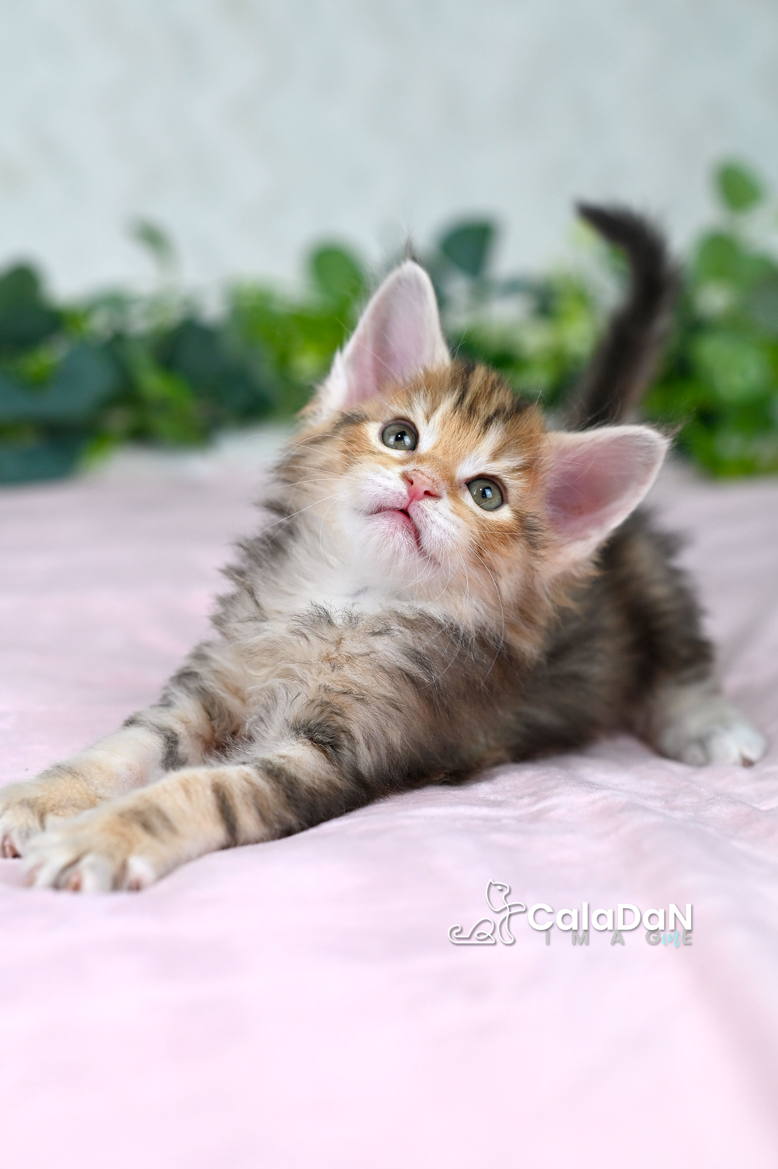 Chaton norvégien ambre CalaDaN