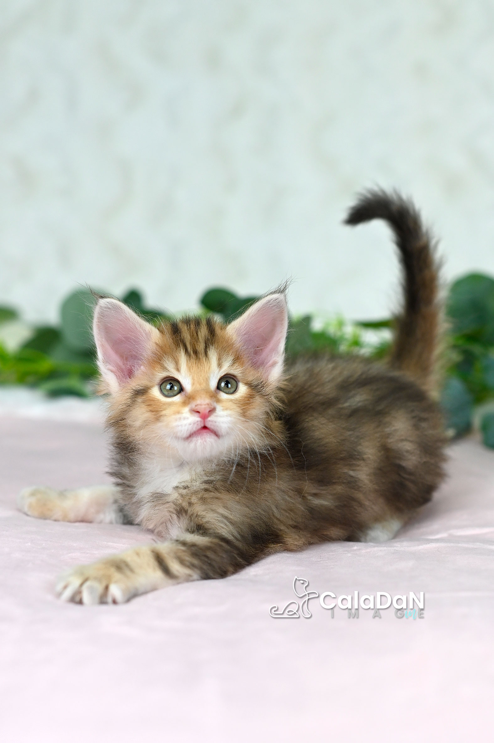 Chaton norvégien ambre CalaDaN