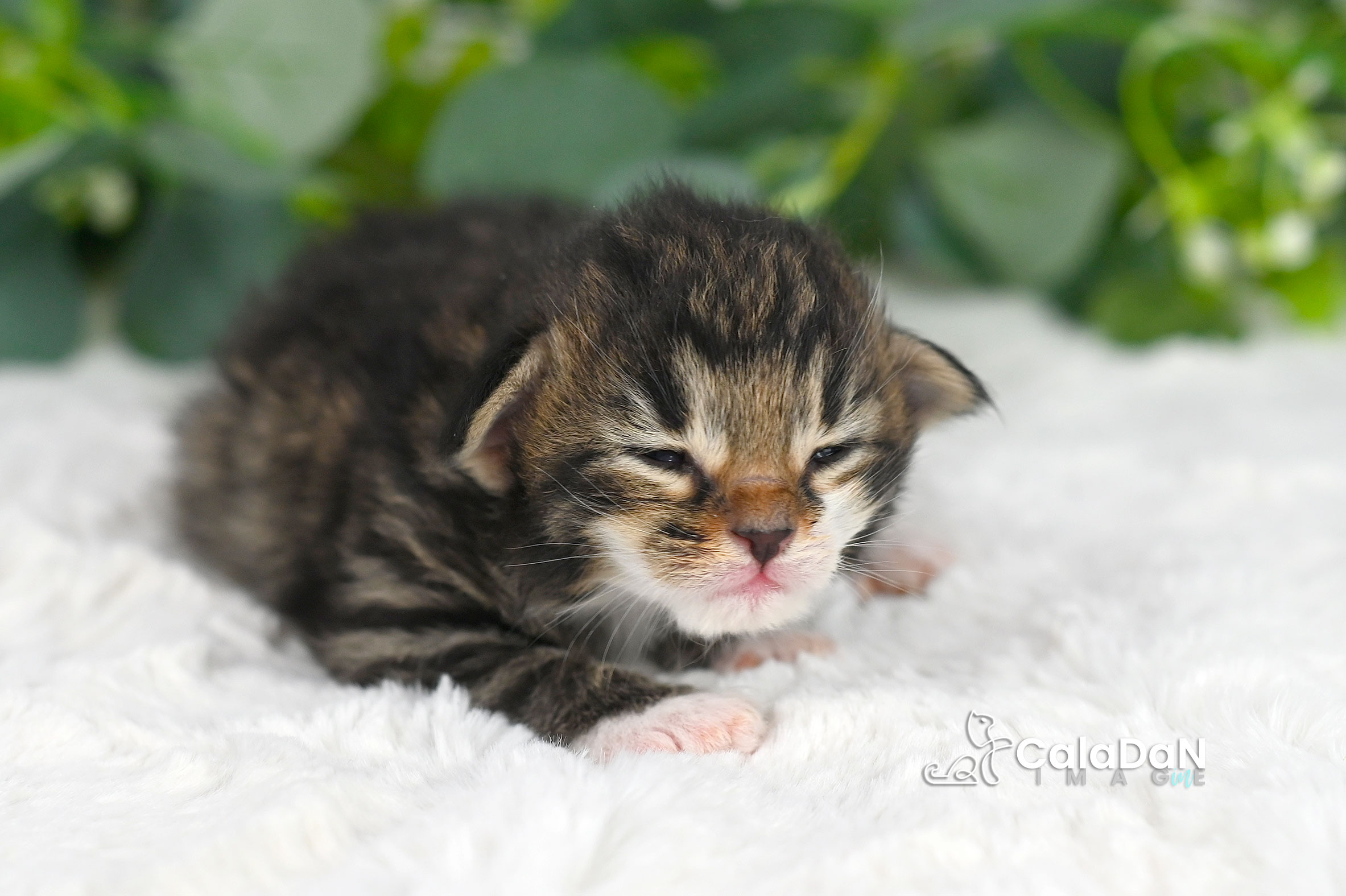 Chaton norvégien CALADAN