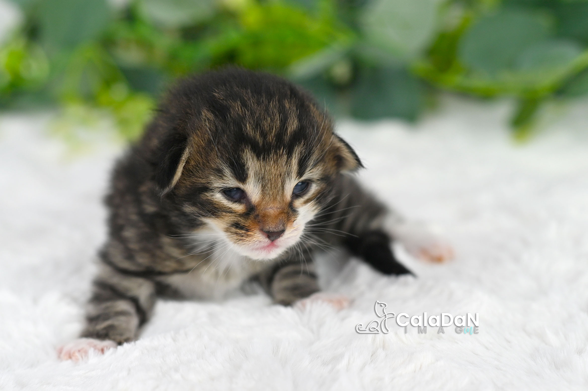 Chaton norvégien CALADAN