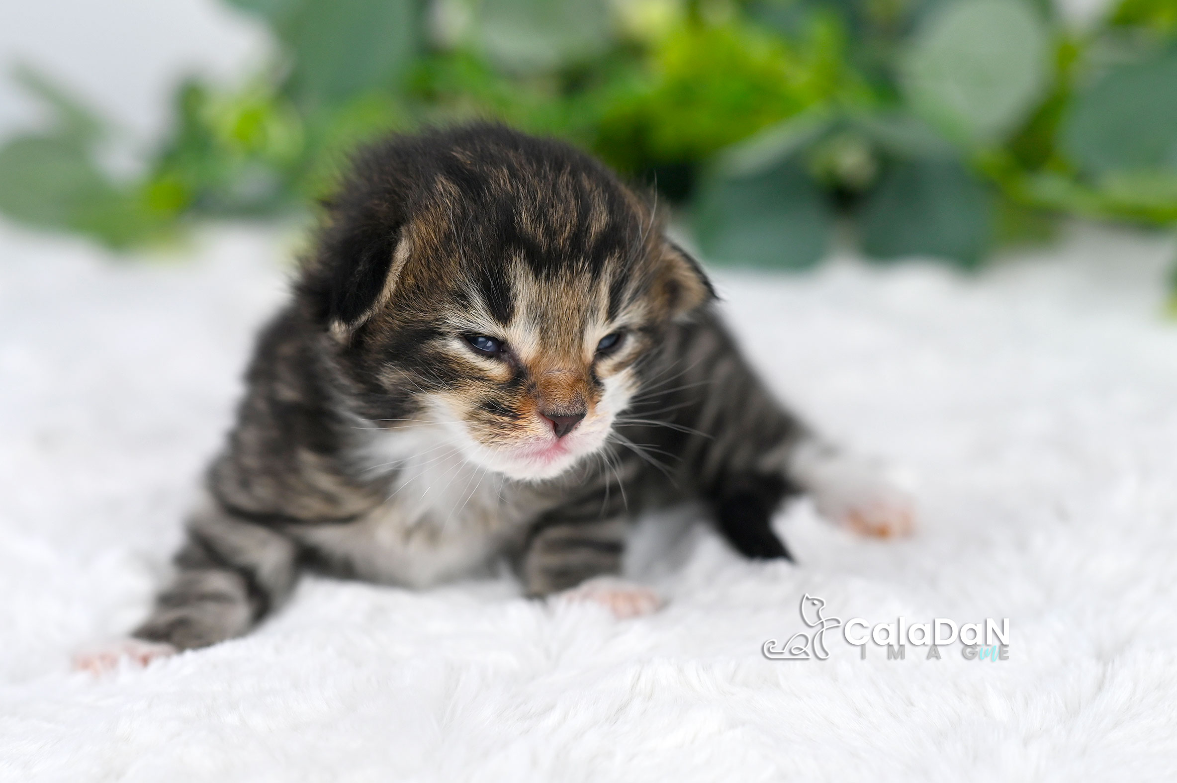 Chaton norvégien CALADAN
