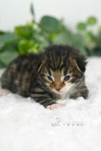 Chaton norvégien CALADAN