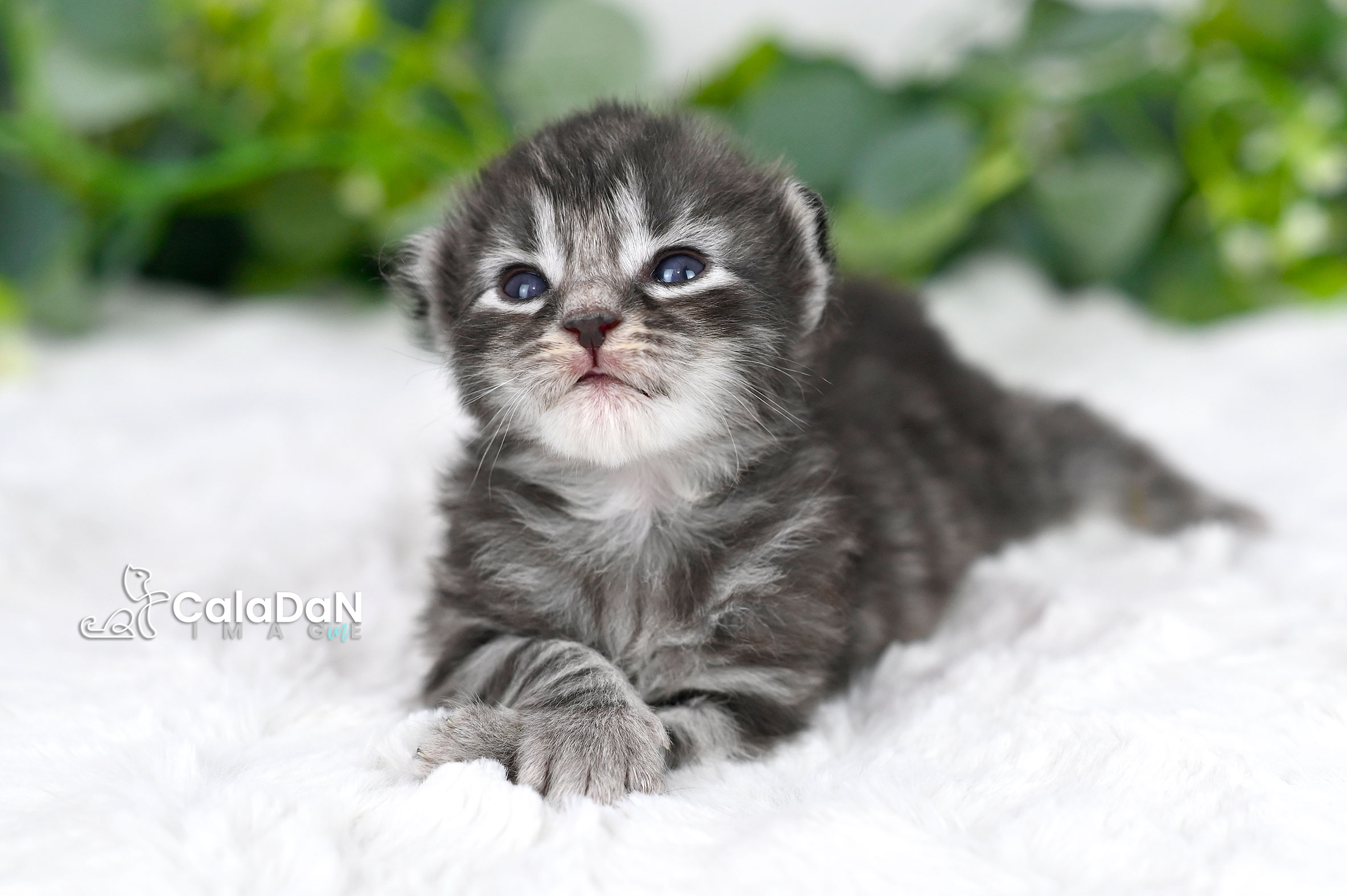 chaton norvégien CALADAN