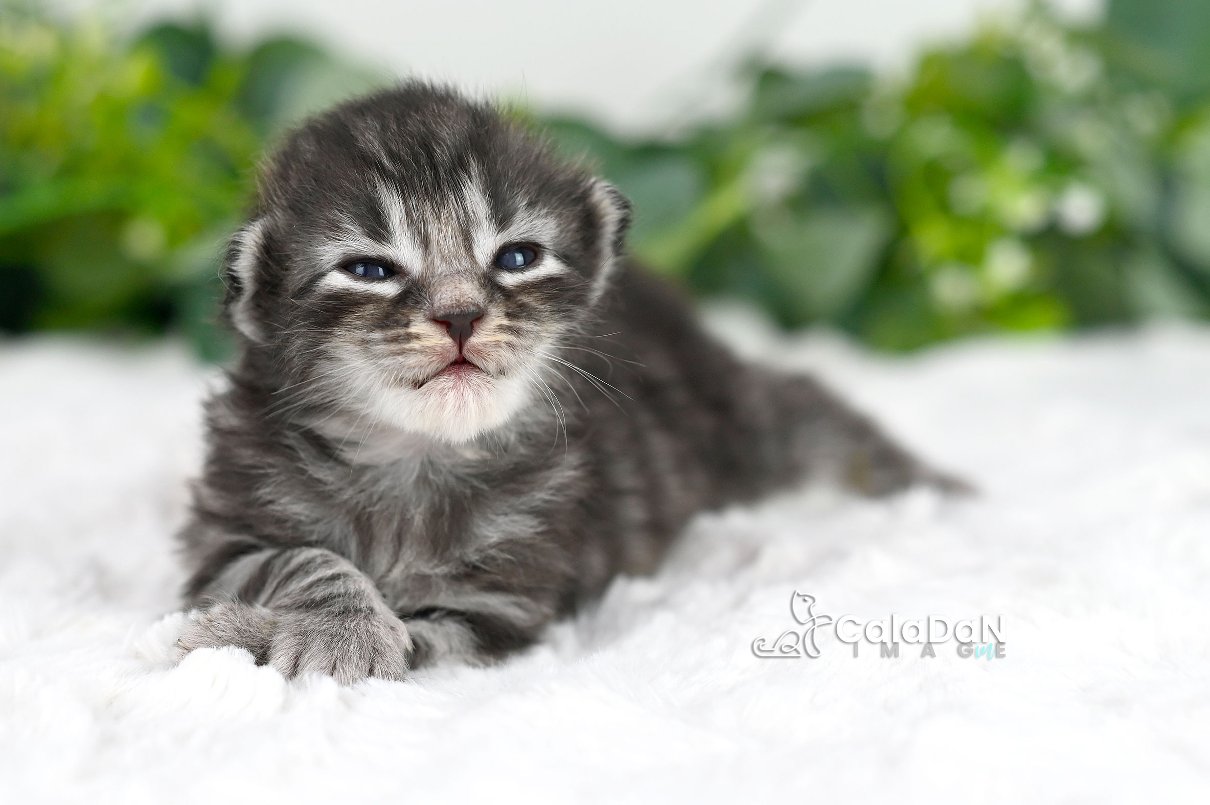 chaton norvégien CALADAN
