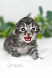 chaton norvégien CALADAN