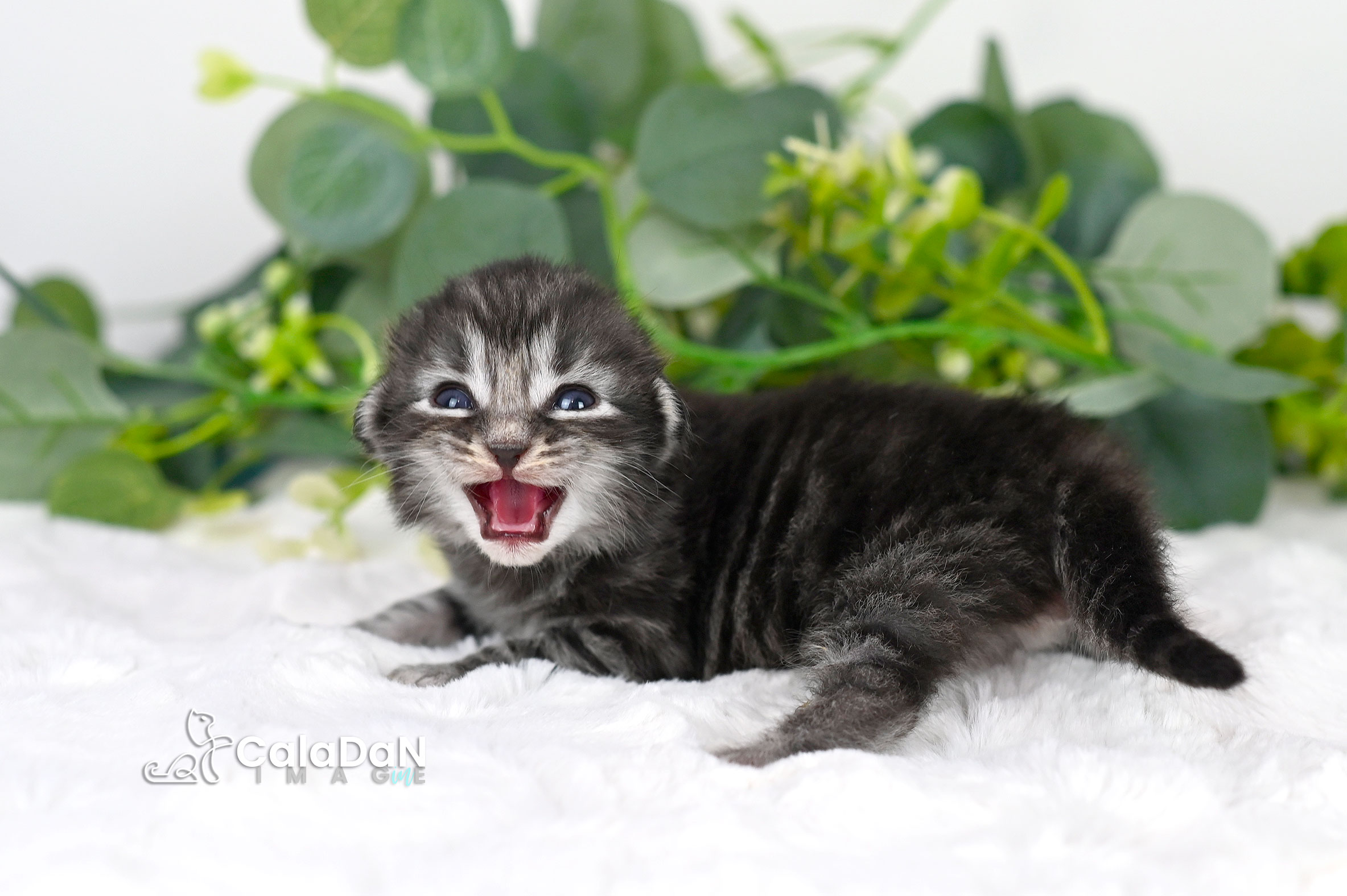chaton norvégien CALADAN