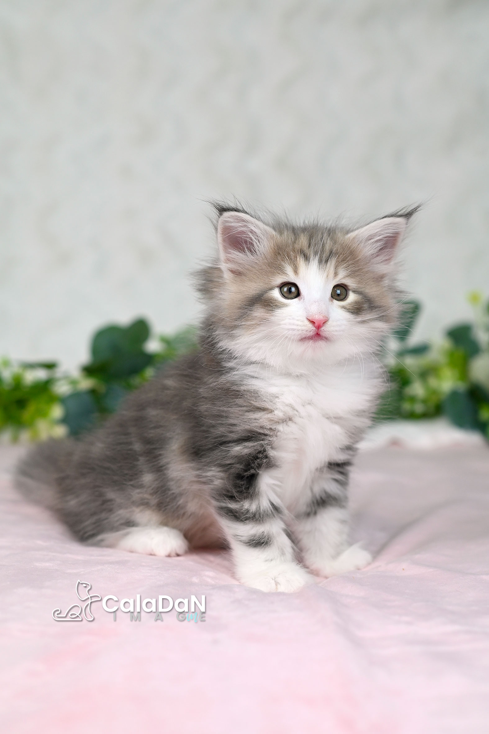 Chaton norvégien ambre CalaDaN