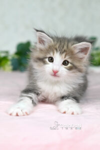 Chaton norvégien ambre CalaDaN