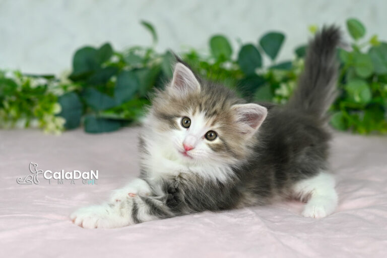 chaton norvégien CALADAN