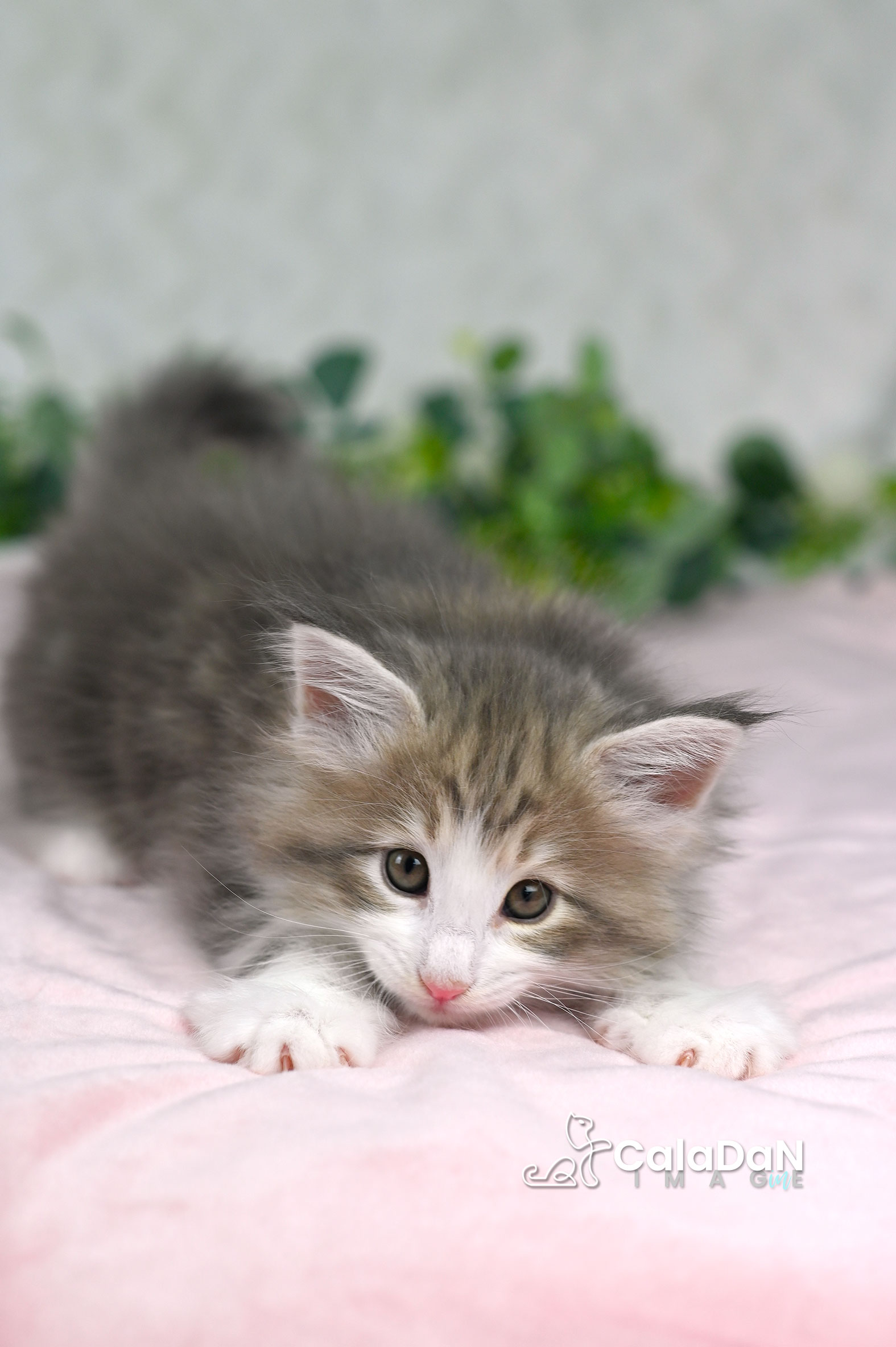 Chaton norvégien ambre CalaDaN