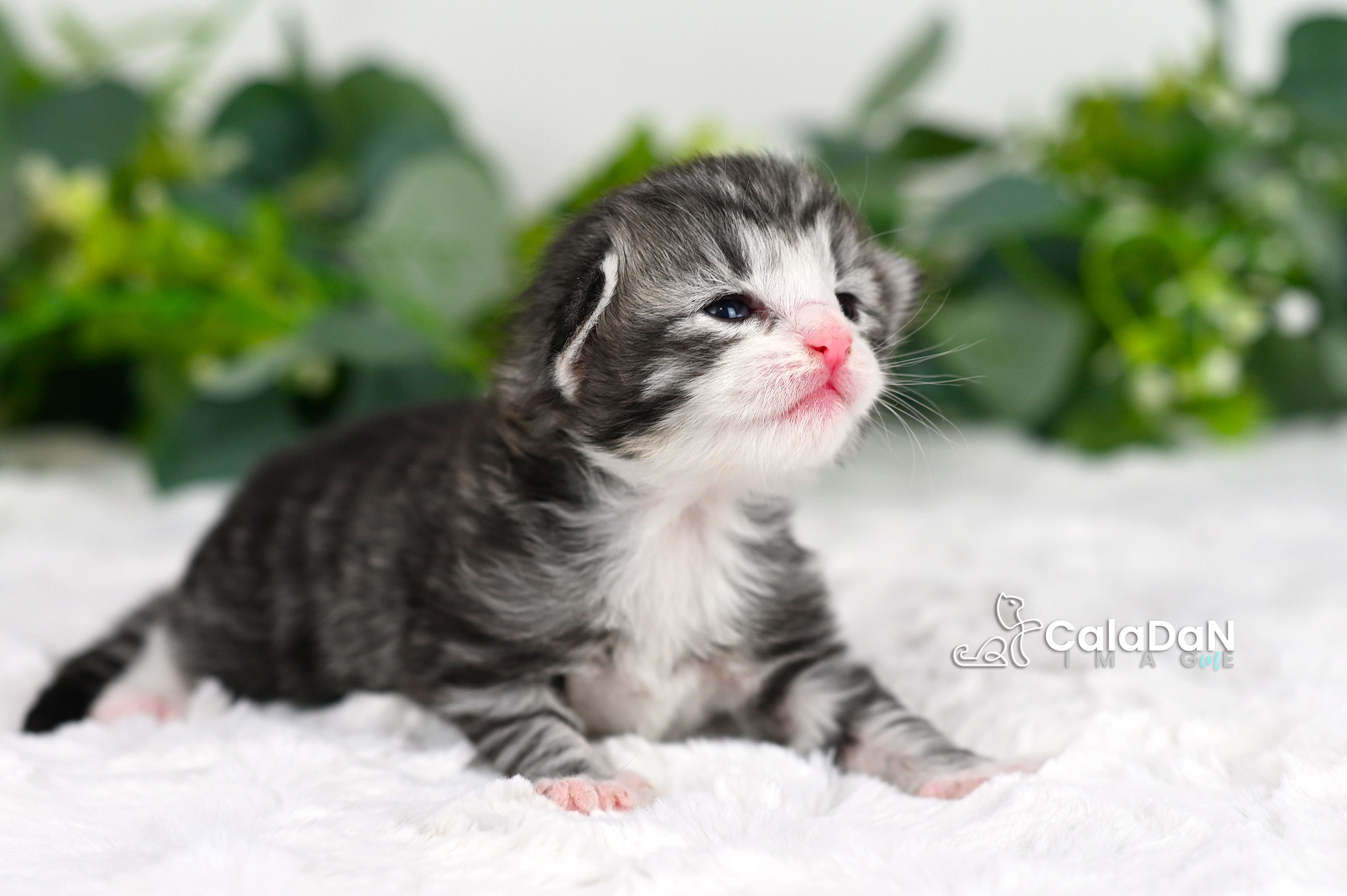 Chaton norvégien CALADAN
