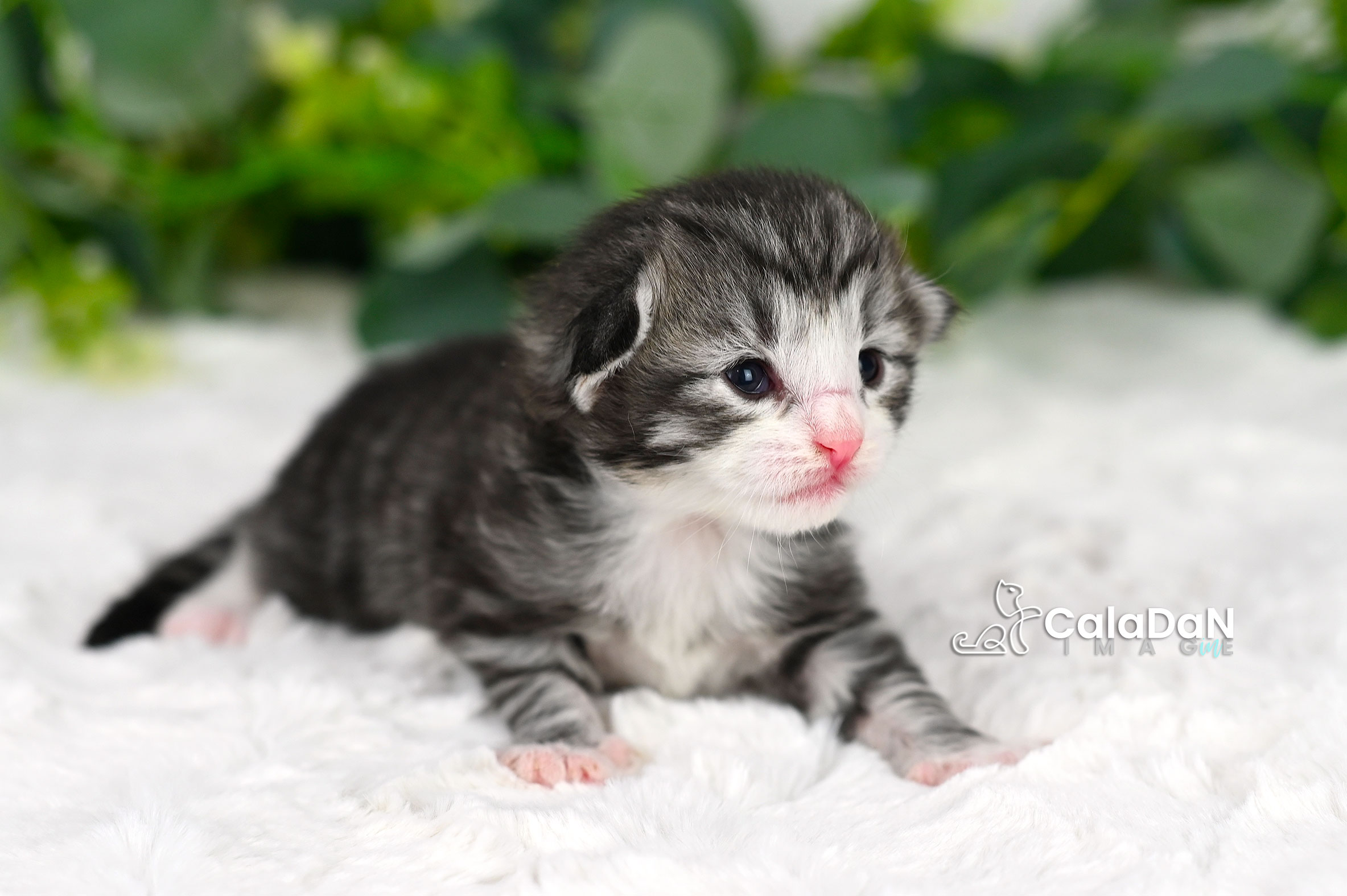 Chaton norvégien CALADAN