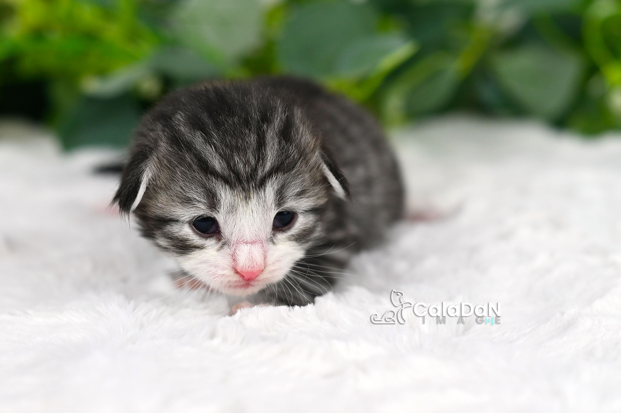 Chaton norvégien CALADAN