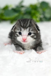 Chaton norvégien CALADAN