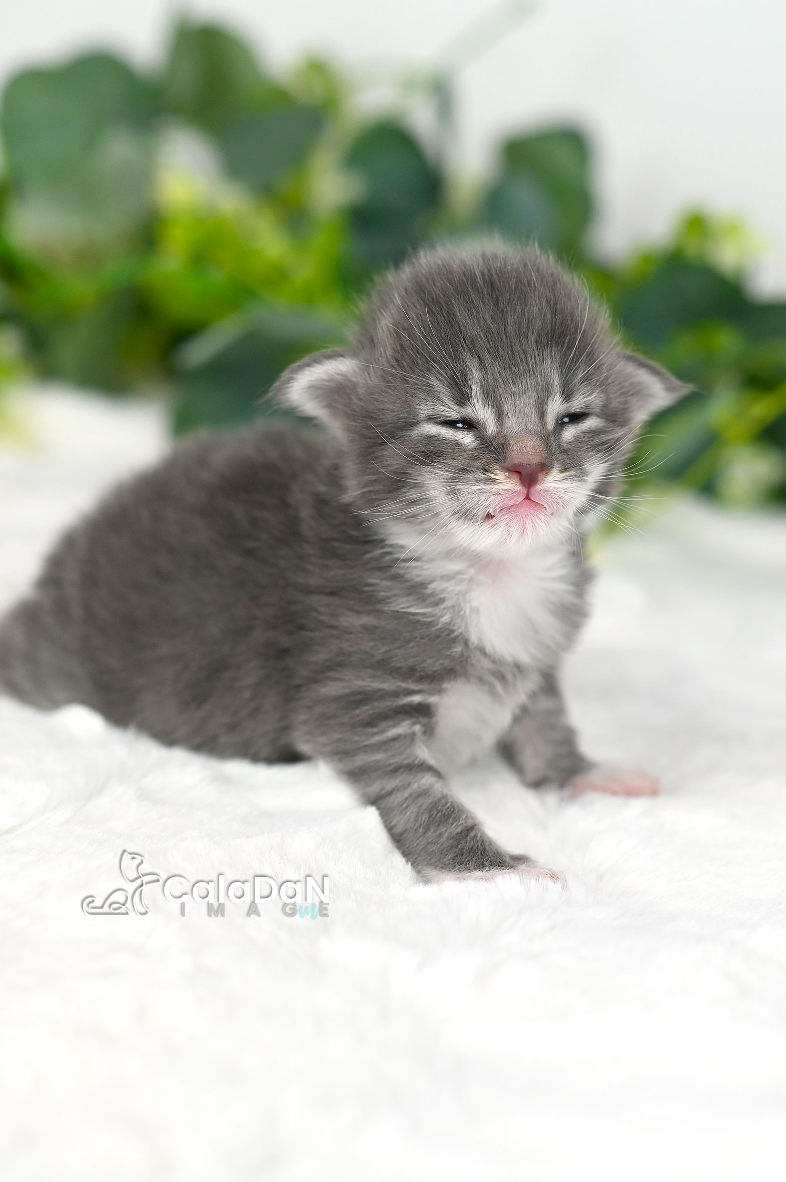 chaton norvégien CALADAN
