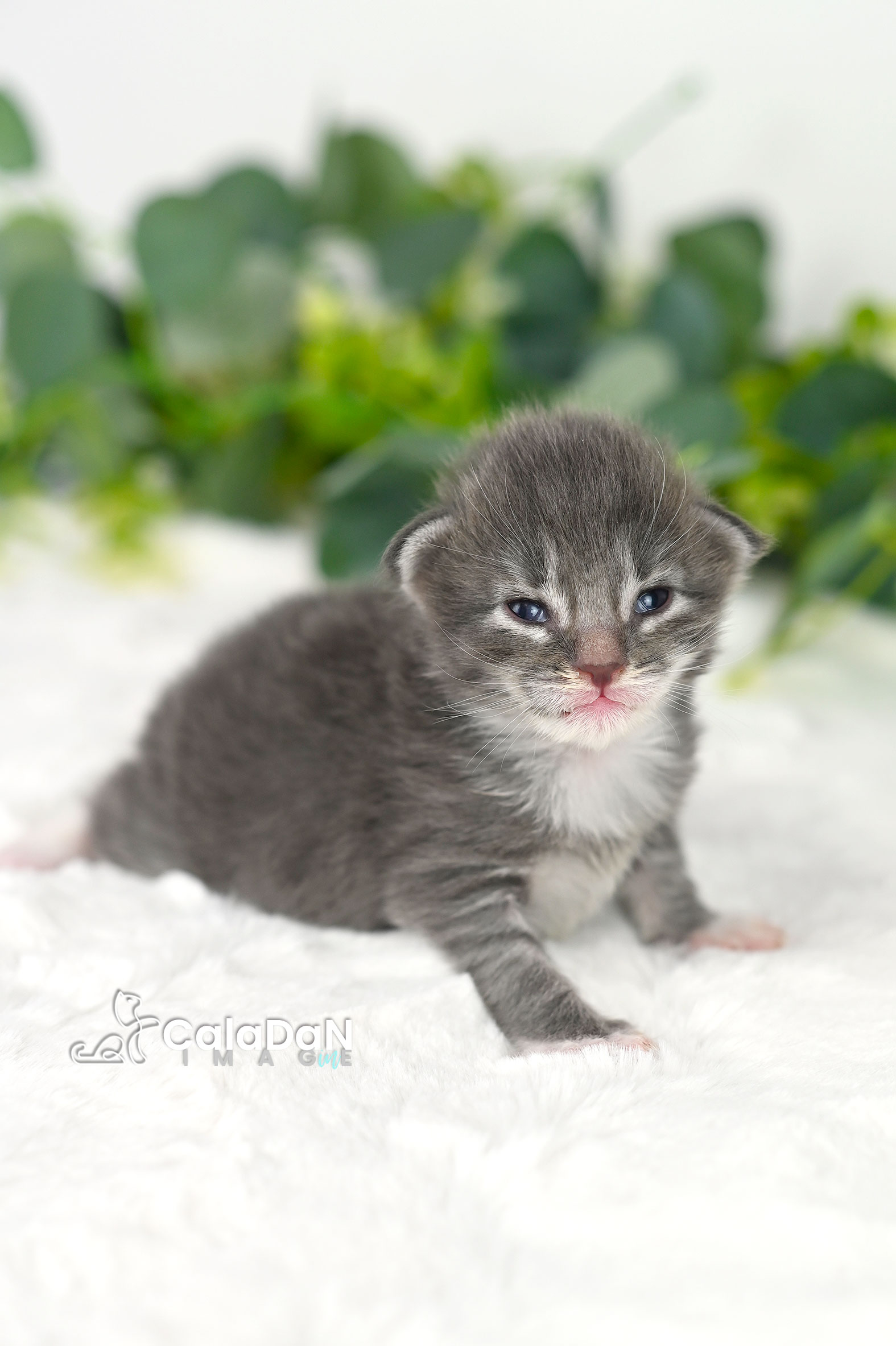 chaton norvégien CALADAN