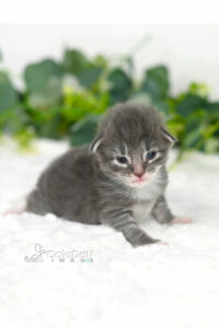 chaton norvégien CALADAN