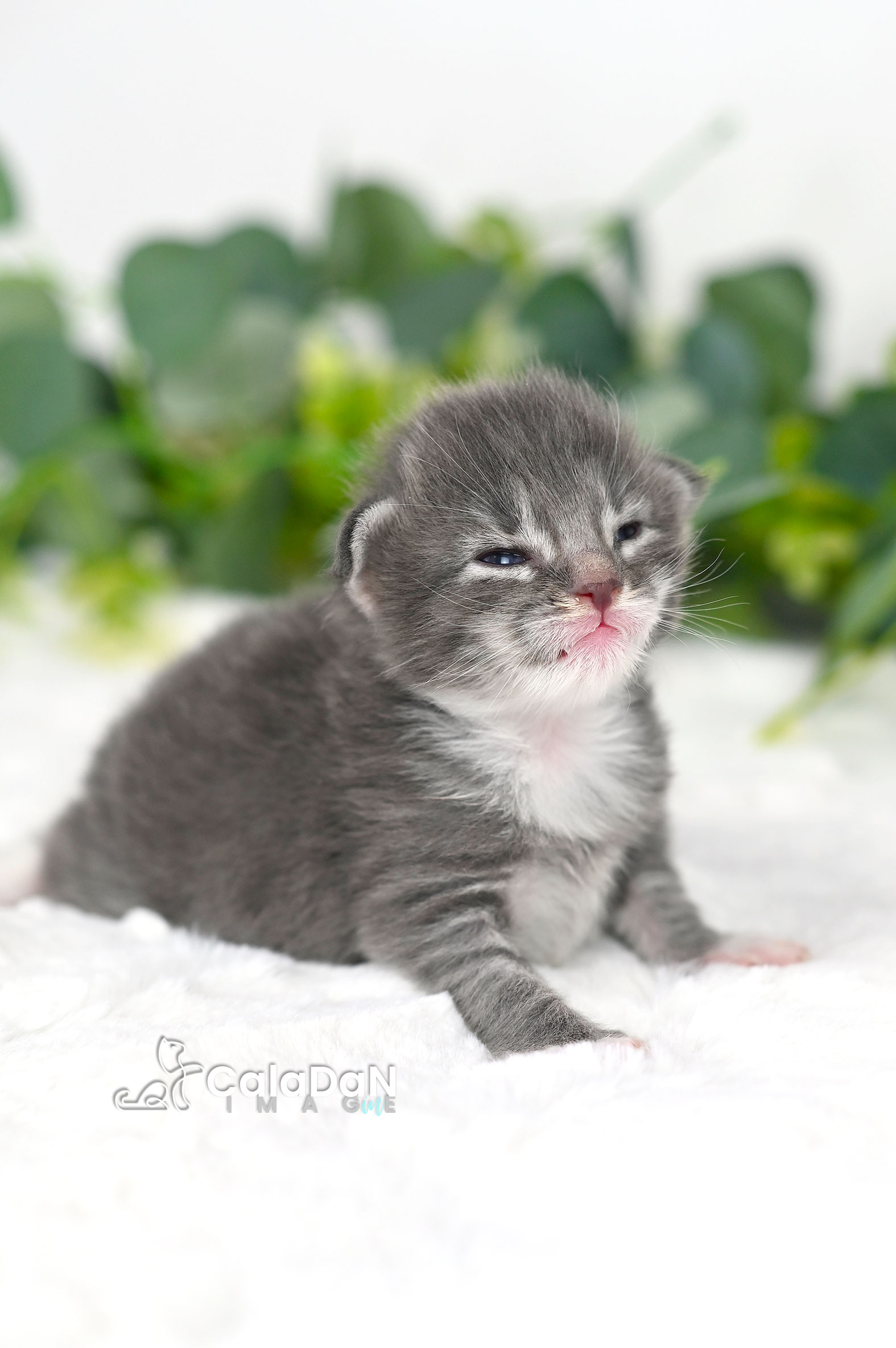 chaton norvégien CALADAN