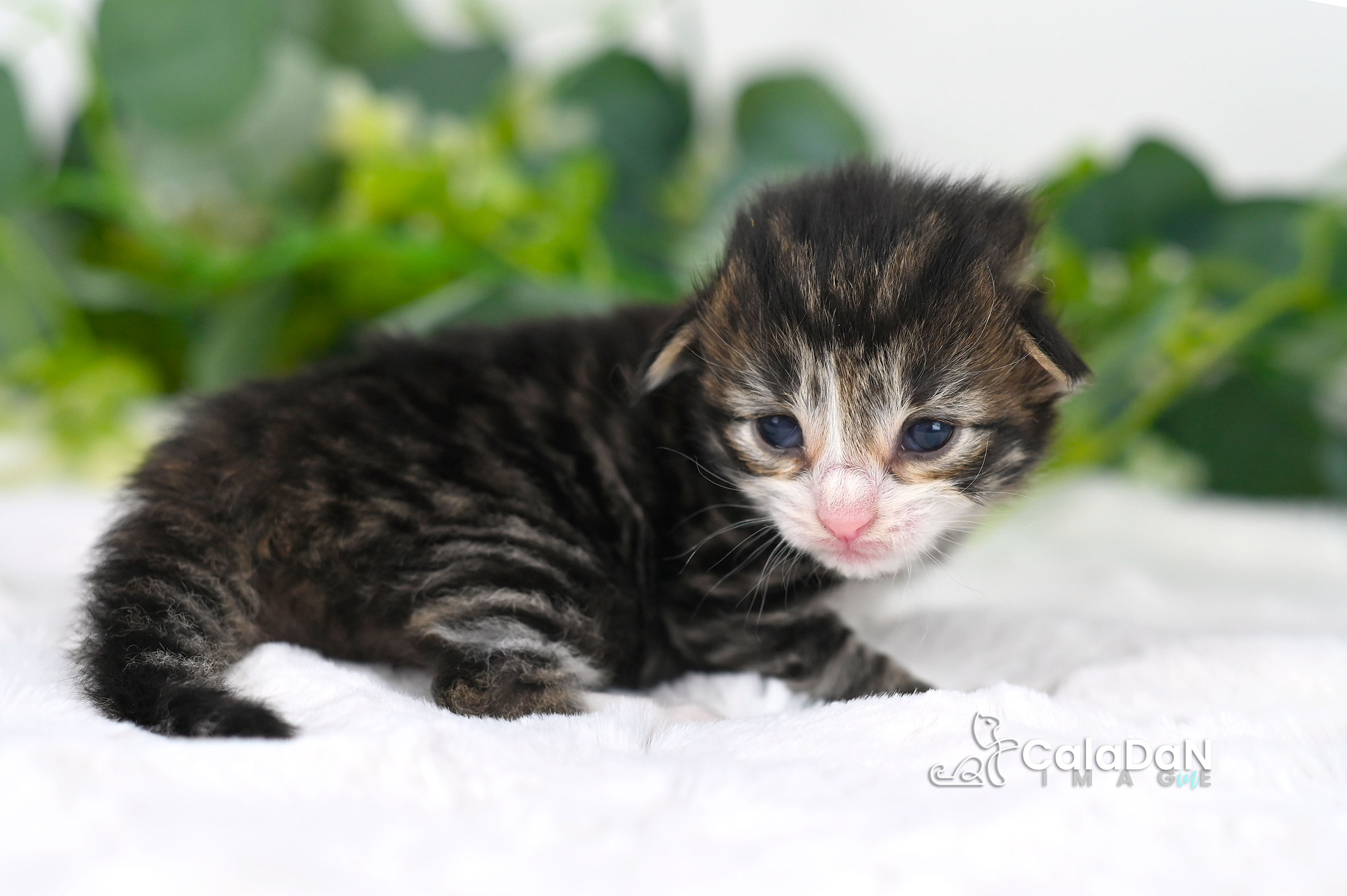 Chaton norvégien CALADAN