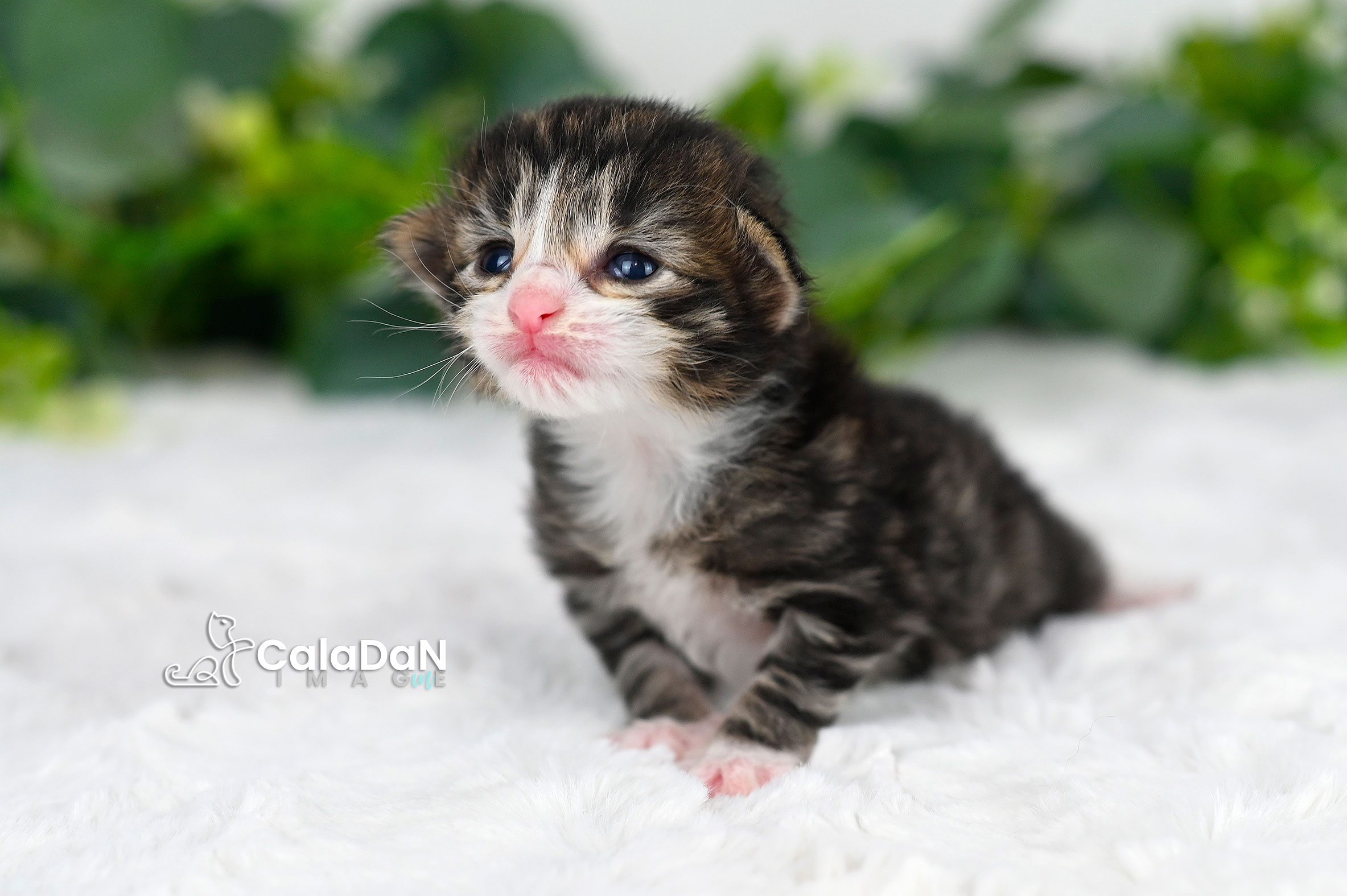 Chaton norvégien CALADAN