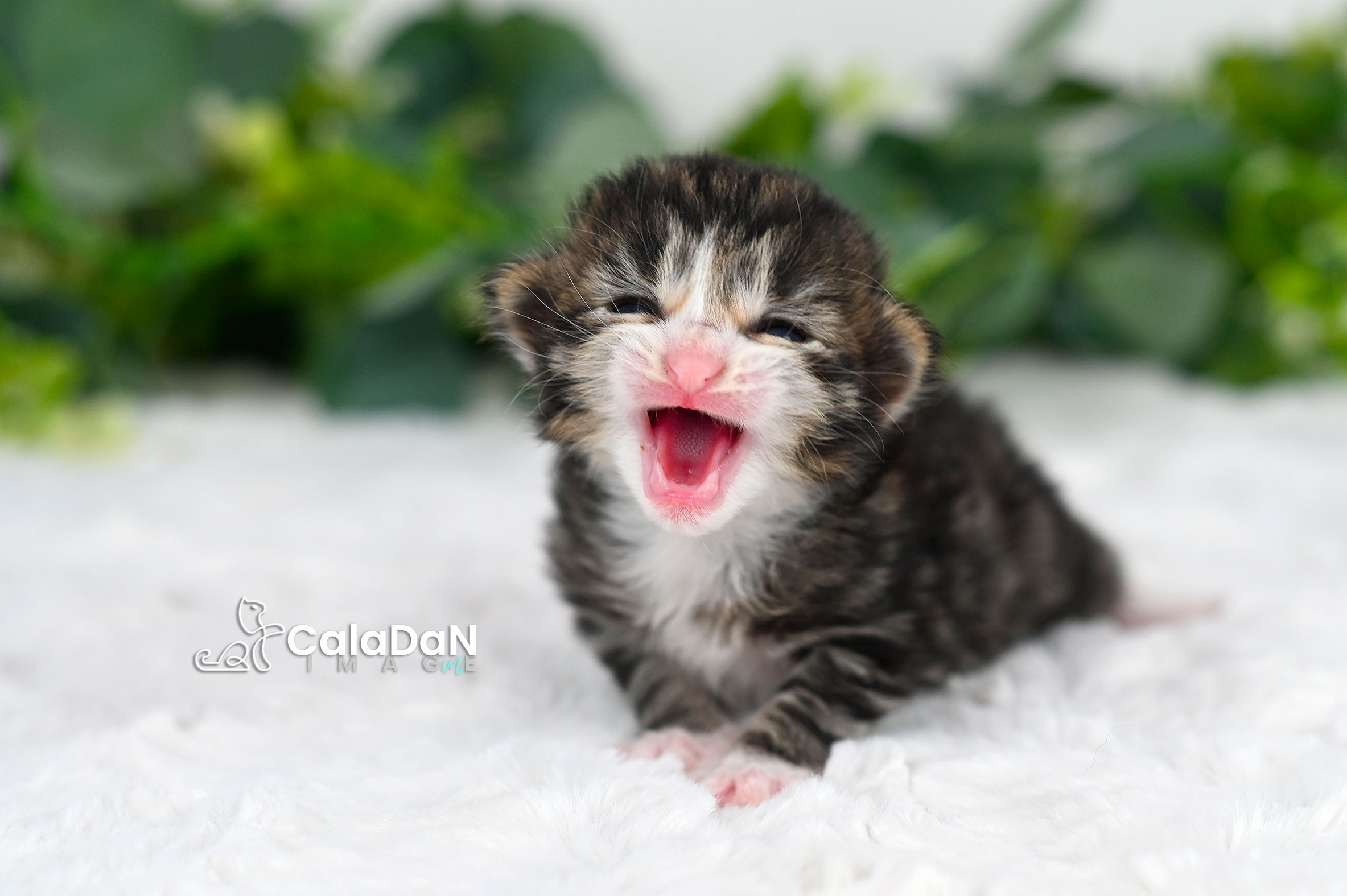 Chaton norvégien CALADAN