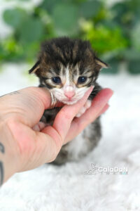Chaton norvégien CALADAN