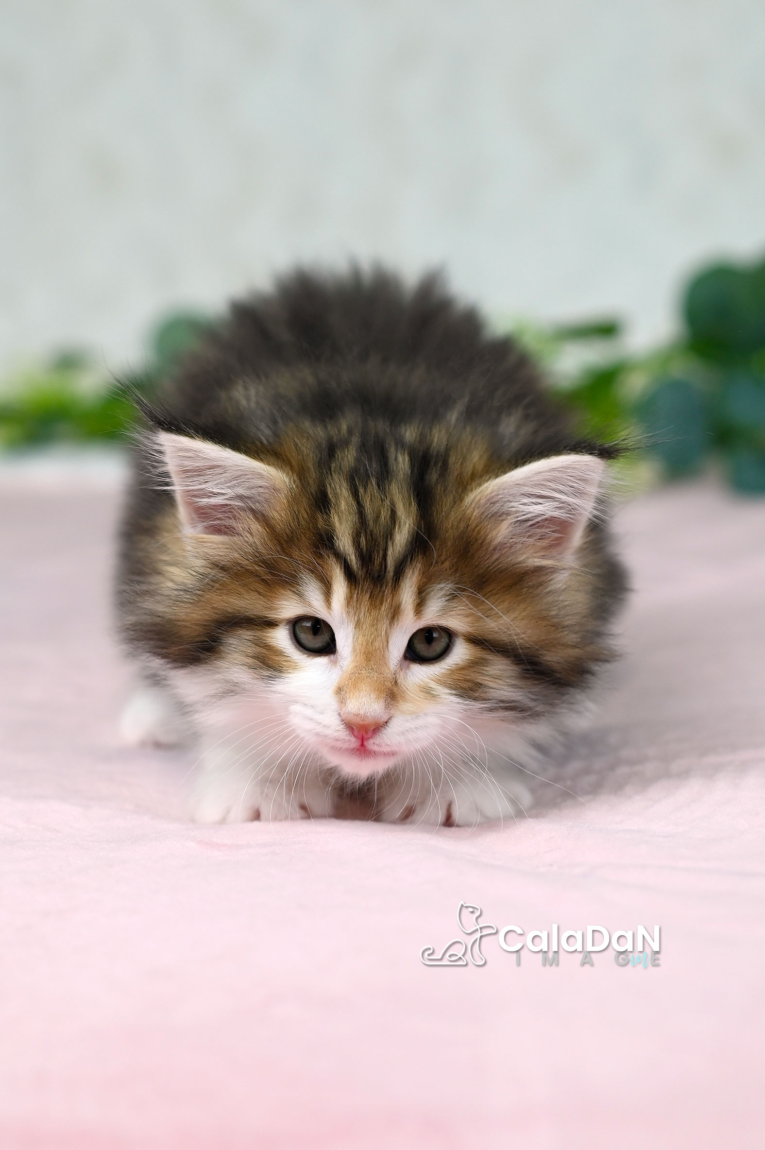 Chaton norvégien ambre CalaDaN