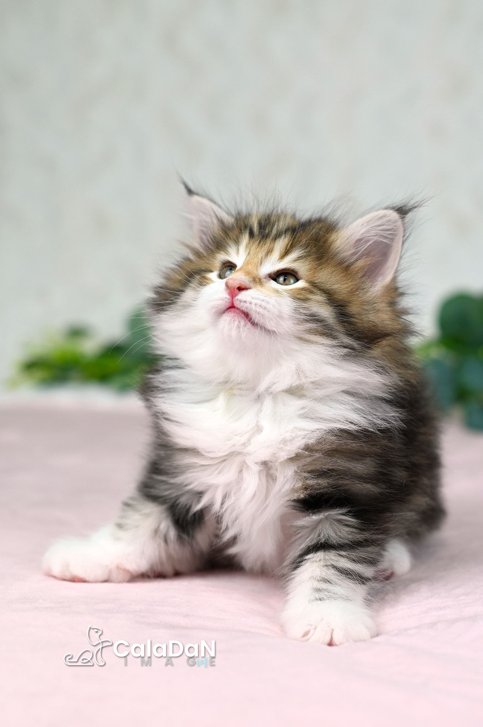 Chaton norvégien ambre CalaDaN