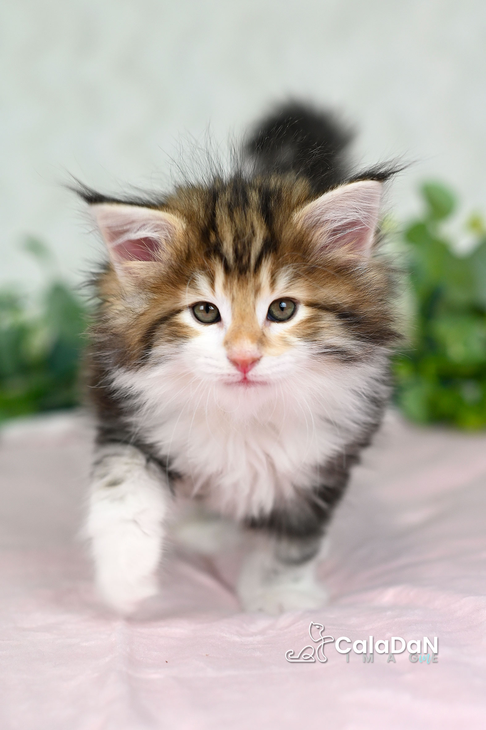Chaton norvégien ambre CalaDaN