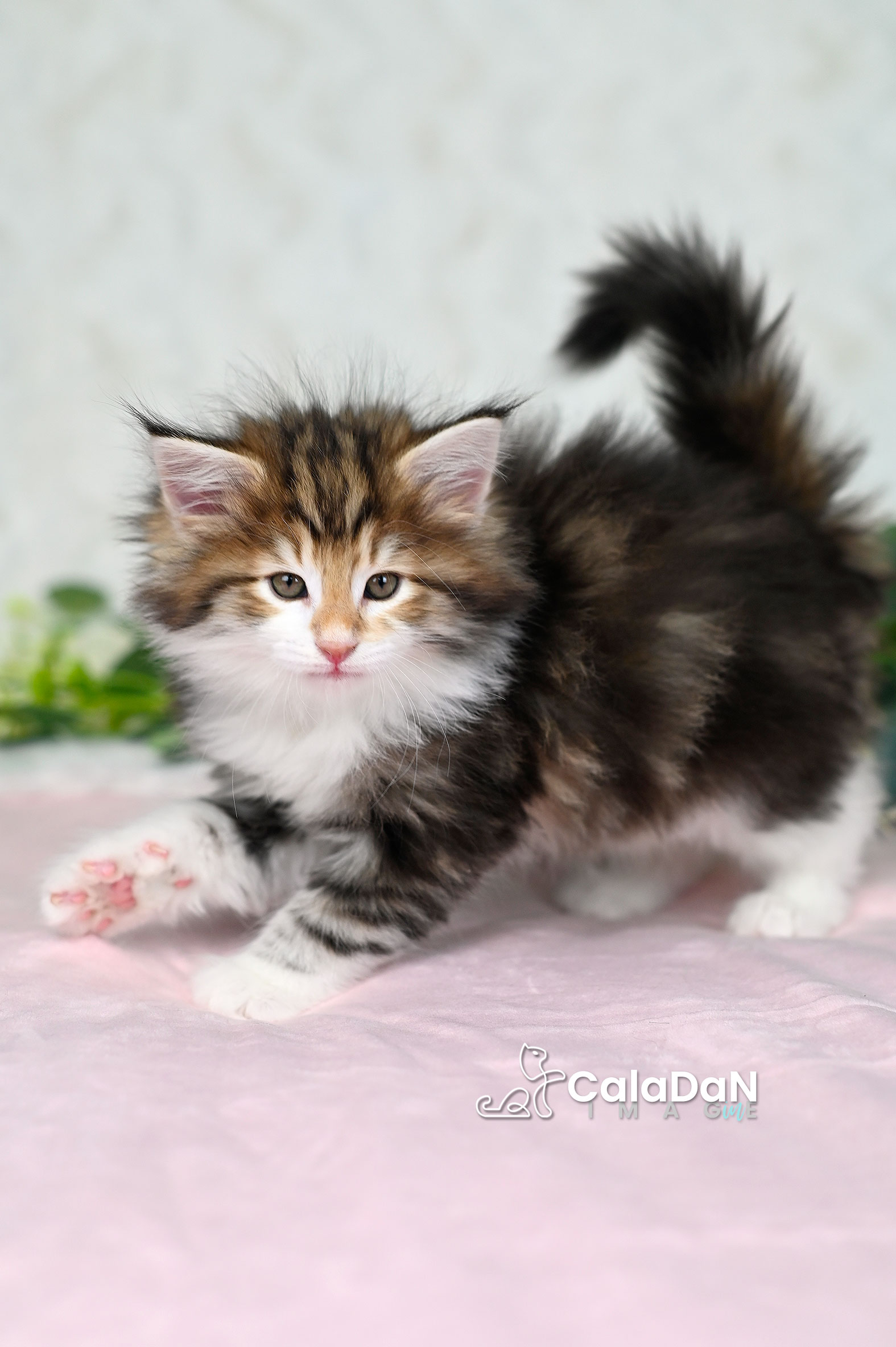 Chaton norvégien ambre CalaDaN