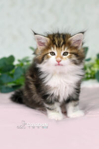 Chaton norvégien ambre CalaDaN