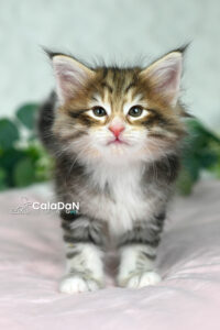 Chaton norvégien ambre CalaDaN