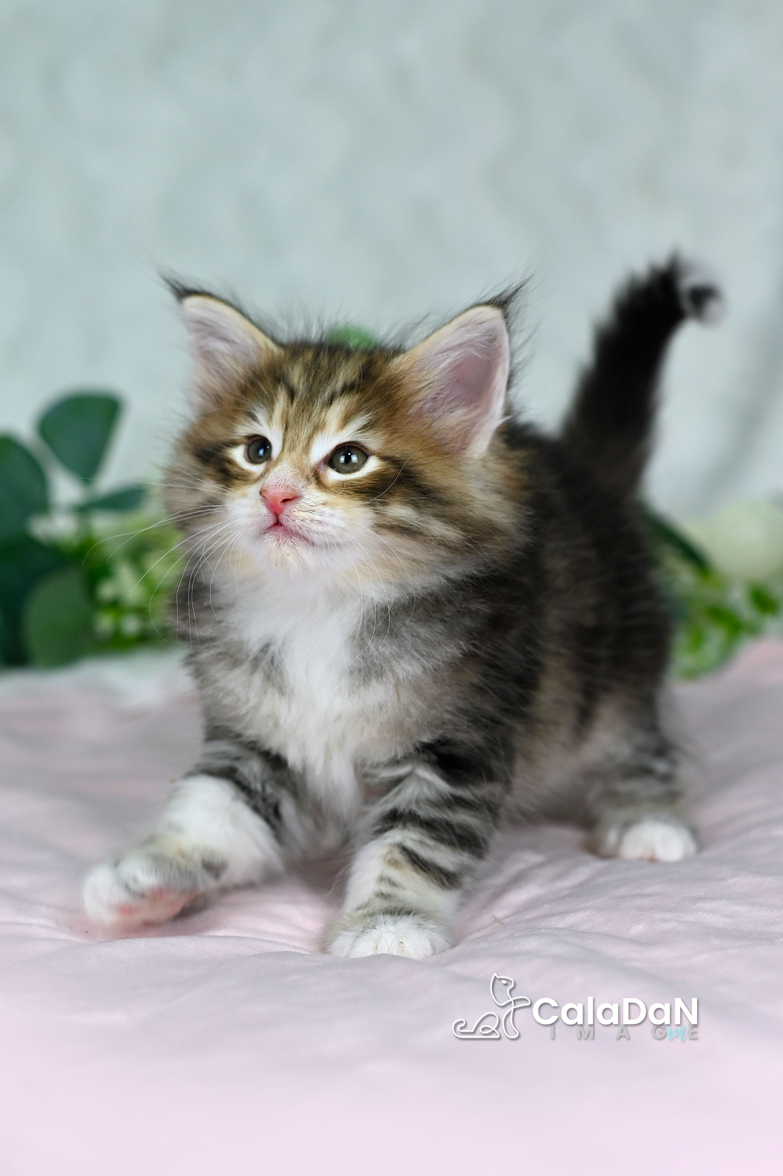 Chaton norvégien ambre CalaDaN