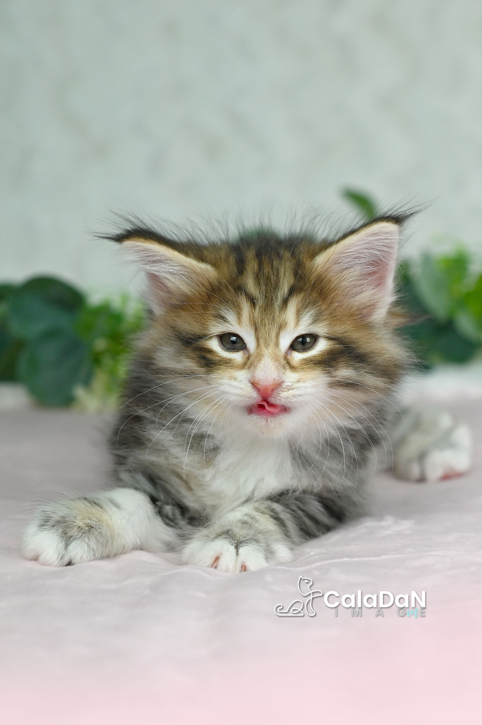 Chaton norvégien ambre CalaDaN