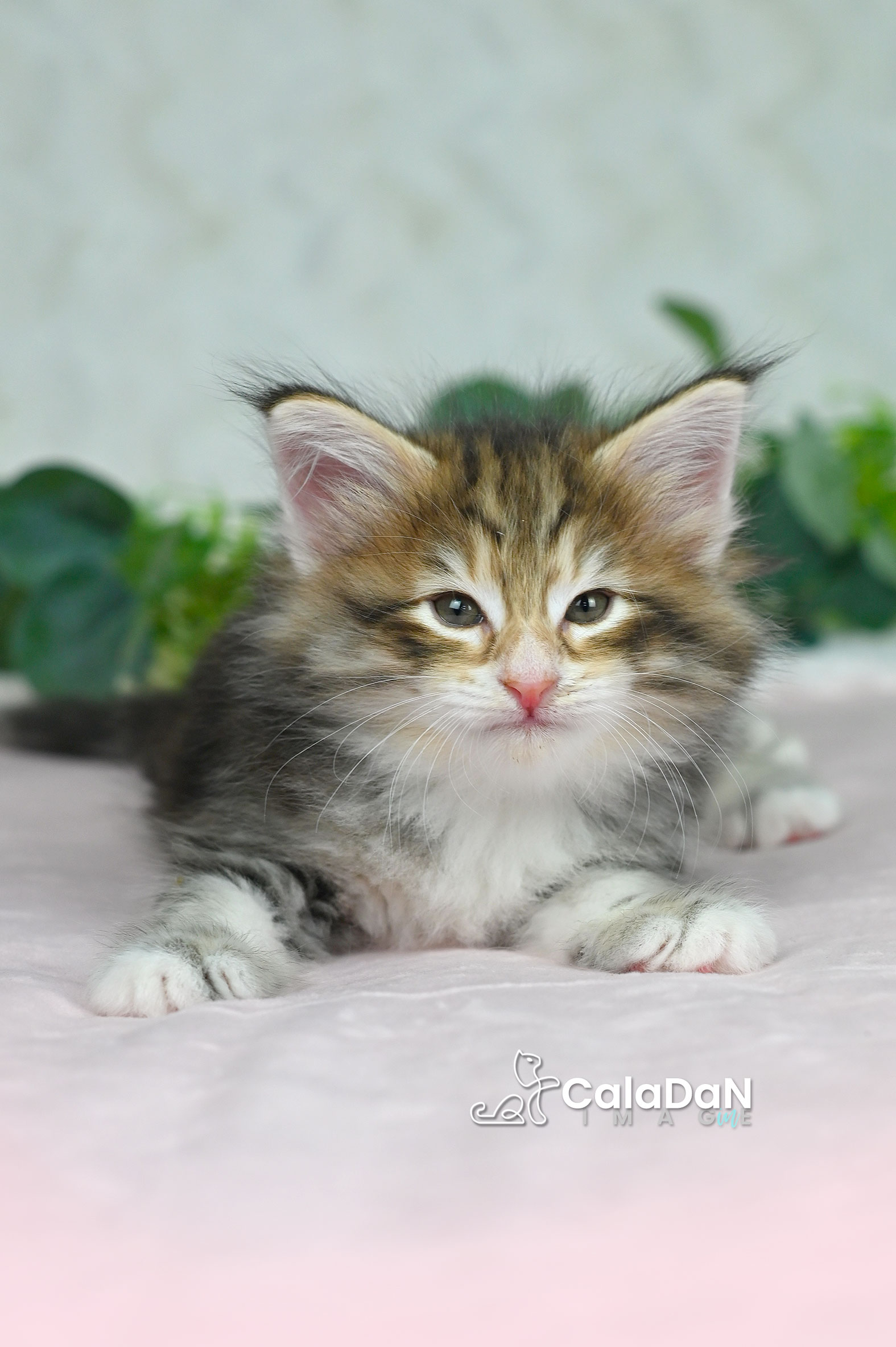 Chaton norvégien ambre CalaDaN